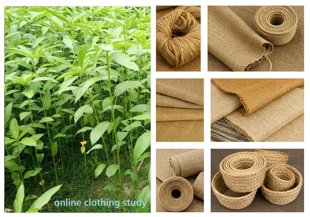 Jute plant stalks harvested for burlap sack fiber